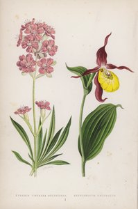 Lychnis Viscaria Splendens; Cypripedium Calceolus (litografía a color) de English School
