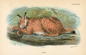 Lince de English School