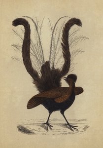 Pájaro Lira (litografía en color)