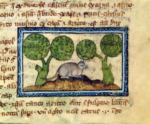 MS 379 f.12r Un gato agazapado sobre un montículo de tierra, detalle de un Bestiario, Inglés de English School