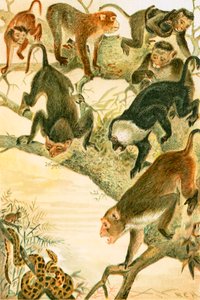 Macacos de English School