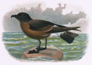 Petrel de Madeira de English School