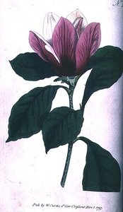 Magnolia (Magnolia purpurea), lámina 390 de 