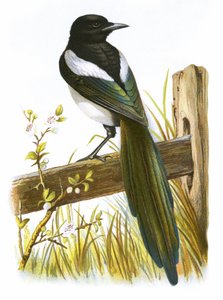 Urraca