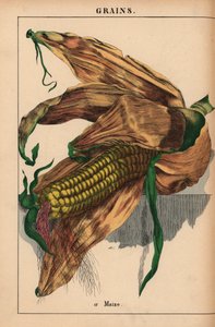 Maíz, choclo o choclo  , de "The Instructive Picturebook, or Lessons from the Vegetable World", [Charlotte Mary Yonge], Edimburgo de English School