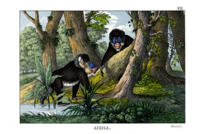 Mandril de English School
