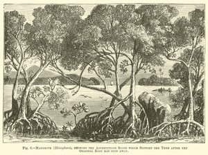 Manglar (Rhizophora), mostrando las raíces adventicias que sostienen el árbol después de que la raíz original ha muerto de English School