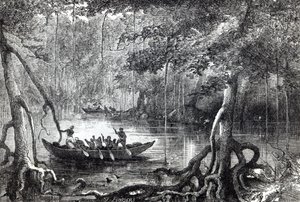 Bosque de manglares, ilustración del frontispicio de 