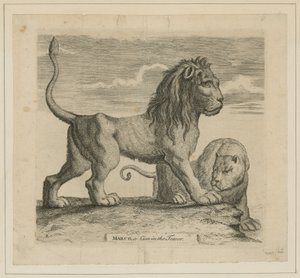Marco, un león en la Torre de Londres de English School