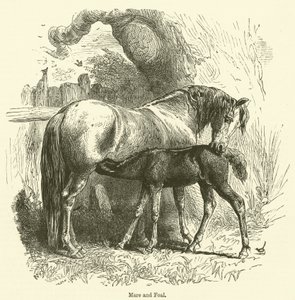 Yegua y potro (grabado)