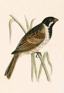 Escribano palustre, ilustración de 