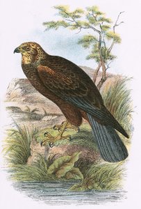 Aguilucho lagunero de English School