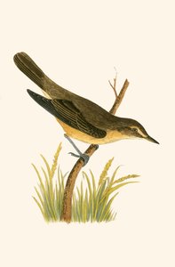 Carricero Políglota, ilustración de 