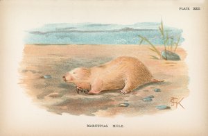 Topo marsupial de English School