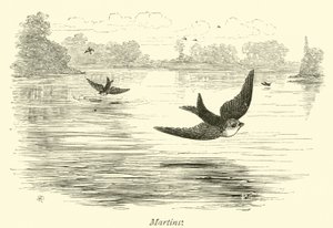 Martins