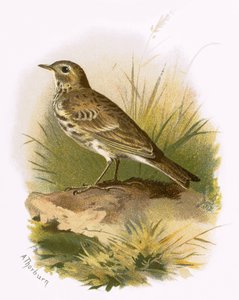 Bisbita pratense