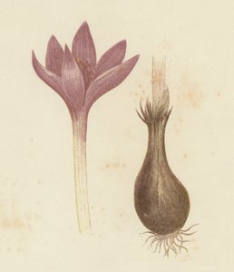 Azafrán de otoño, Colchicum Autumnale de English School