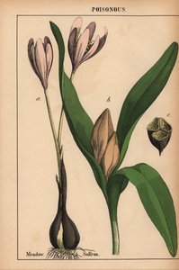 Azafrán de pradera con flor morada  , de "The Instructive Picturebook, or Lessons from the Vegetable World", [Charlotte Mary Yonge], Edimburgo de English School