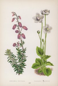 Menziesia Polifolia; Parnassia Palustris