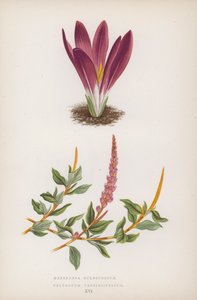 Merendera Bulbocodium; Polygonum Vaccinifolium (litografía en color)