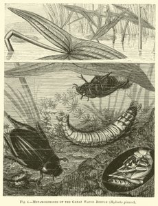 Metamorfosis del gran escarabajo acuático, Hydrous pisceus de English School