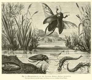 Metamorfosis del escarabajo buceador, Dyticus marginalis de English School