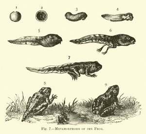 Metamorfosis de la rana de English School