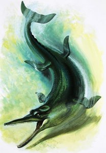 Metriorhynchus