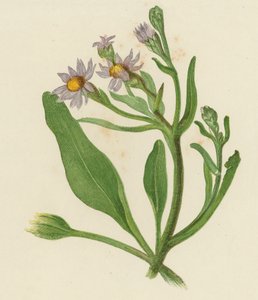 Margarita de San Miguel, Aster Tripolium
