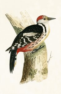 Pico mediano, ilustración de 