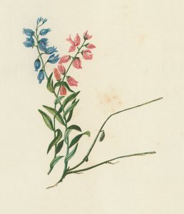 Milkwort, Polygala Vulgaris (litografía en color) de English School
