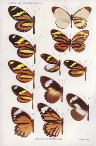 Mimetismo en mariposas