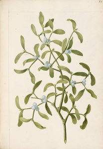 Muérdago. Una planta hemiparásita, c.1664 (litografía)