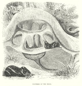 Mole Hill (grabado)