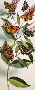 Montaje de mariposas