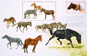 Montaje de caballos y animales similares a caballos