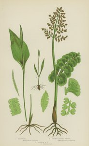 Moonwort, lengua de víbora común, lengua de víbora menor (litografía en color) de English School