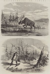Caza de alces en Canadá (grabado)