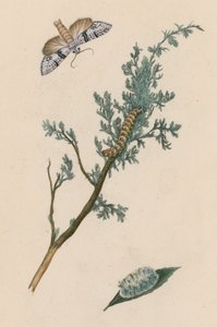 Polilla, oruga y crisálida