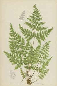 Helecho de Vejiga de Montaña, Helecho de Vejiga Alpina de English School
