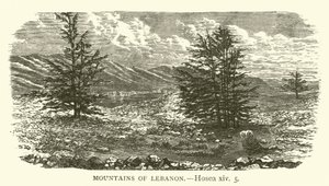 Montañas del Líbano, Oseas, xiv, 5 de English School
