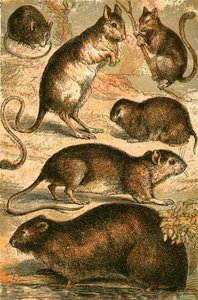 Ratón, Jerbo, Rata, Rata almizclera, Lirón y Ratón de campo de English School