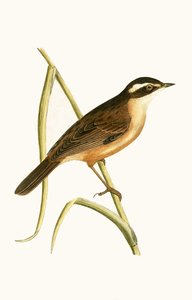 Carricerín Real, ilustración de 