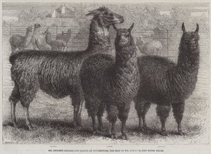 Los Alpacas y Llamas del Sr. Ledger en Sophienburg, la Residencia del Sr. Atkinson, Nueva Gales del Sur (grabado)