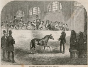 El Sr. Rarey con la cebra domesticada ante la Reina de English School