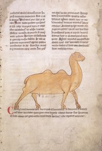 Ms.254 f.9r Camello de un bestiario en latín, inglés, principios del siglo XIII (manuscrito)