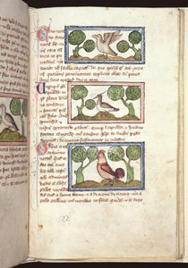 Tres pájaros en el suelo, de un Bestiario, principios del siglo XIV