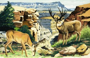 Venado bura en el Parque Nacional del Gran Cañón