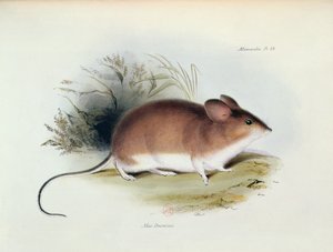 Mus Darwinii, ilustración de La Zoología del Viaje del H.M.S. Beagle, 1832-36, por Charles Darwin (1809-92), 1840