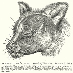 Músculos de la cabeza de perro (grabado)